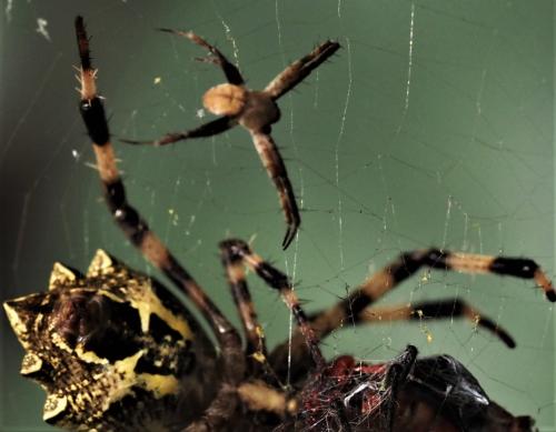 Argiope flavipalpis